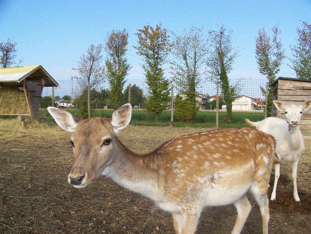 Villa Agriturismo Nonna Rina Marcon Exterior foto